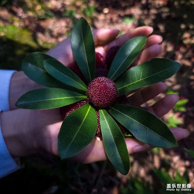 【泛著光的生活】+“梅”好時(shí)光