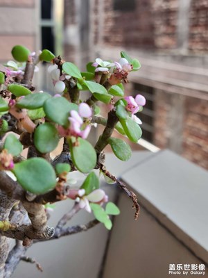 【鏡頭里的夏天】＋日常