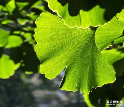 【鏡頭里的夏天】青青銀杏葉