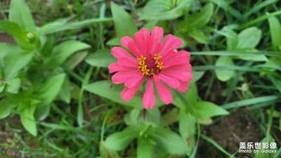 【鏡頭里的夏天】百日菊