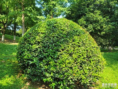 【鏡頭里的夏天】+夏日風(fēng)景