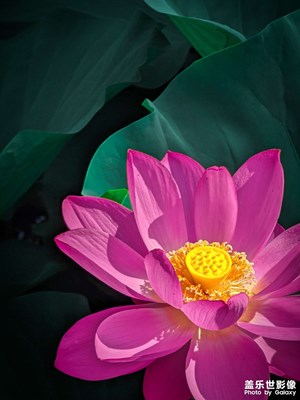 【夏日好時(shí)光】那些花兒