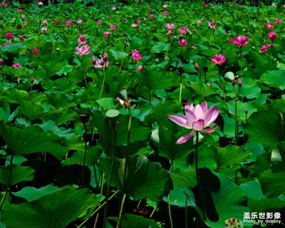 【夏日好時(shí)光】+七月一半一半