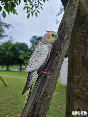 【把快樂塞進相冊里】一只大方的鸚鵡