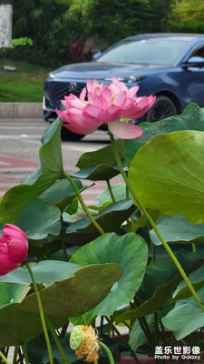 【鏡頭里的夏天】+夏日隨手拍