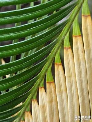 【創(chuàng)意生活】枯榮與共