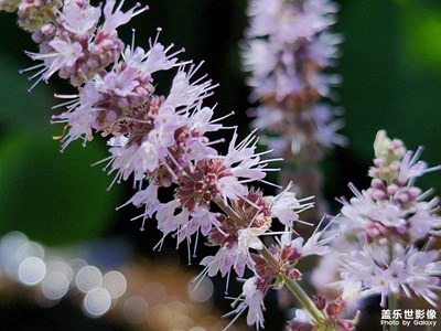 【創(chuàng)意生活】歐薄荷