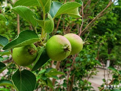 盛夏花開結(jié)果