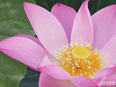 四面荷花三面柳，一城山色半城湖