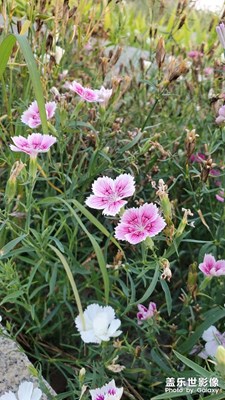 【視覺(jué)盛夏】傍晚公園好風(fēng)光