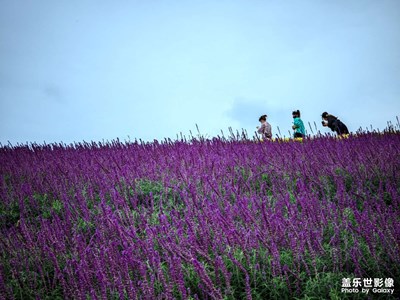 熊貓基地基本看不到熊貓