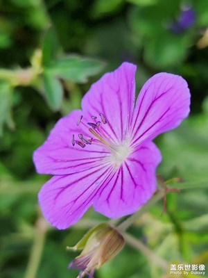 【視覺盛夏】山中野花