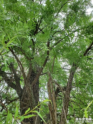 【視覺盛夏】+火熱的夏天