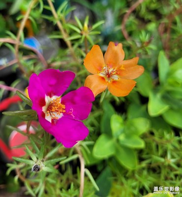 ＃隨手拍＃太陽(yáng)花