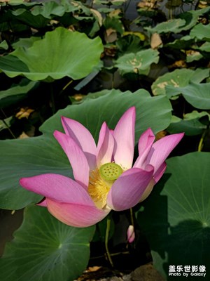 【鏡頭里的故事】立秋荷花