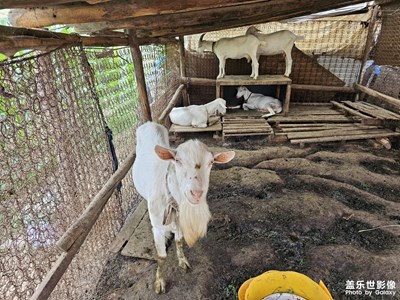 【萃取生活】+?鄉(xiāng)村小游