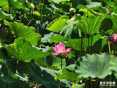 賞荷