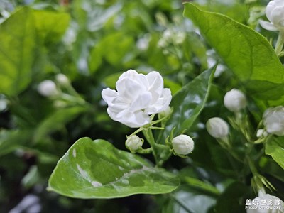 這邊風(fēng)景獨(dú)好！