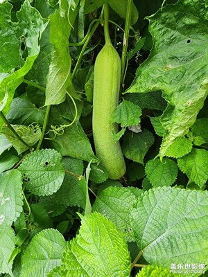 【最美初秋】稻田菜園