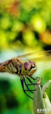 【隨處精彩】+昆蟲總動員