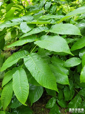 【最美初秋】+雨后的綠葉
