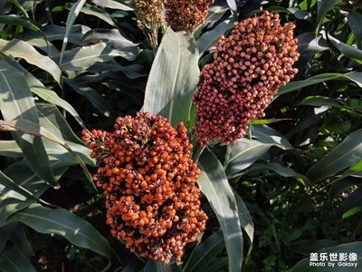 【最美初秋】豐收季節(jié)