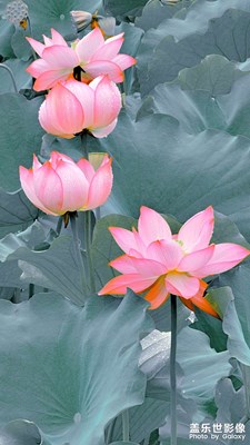 【光陰的故事】采蓮曲