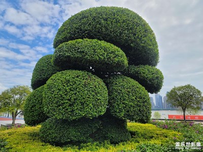 【最美初秋】花草隨拍