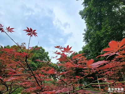 【城市名片】+武漢解放公園