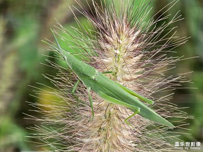 秋天的蟲(chóng)兒