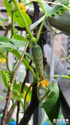 陽臺上的黃瓜藤