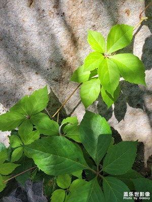 【雙節(jié)小長假】拍拍綠葉
