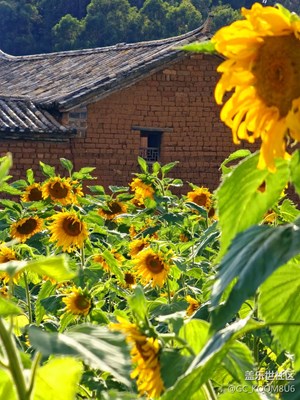 隨拍，秋日私語(yǔ)，.秋天，沉甸甸的葵花盤(pán)像害羞的少女，
