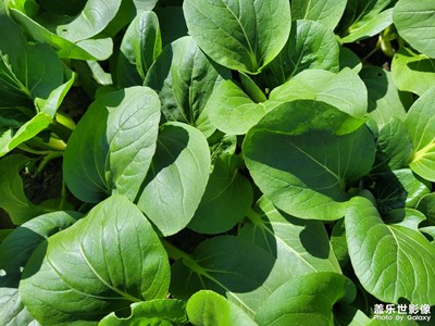 【雙節(jié)小長假】綠葉菜