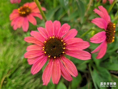 顏色各異的菊花