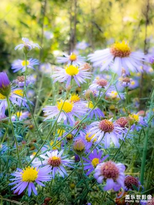 【別樣精彩】+那些花兒