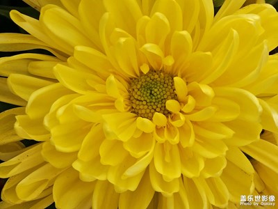 【鏡頭里的秋日私語】秋菊