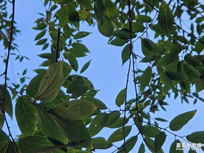 【鏡頭里的秋日私語】+晴朗天空