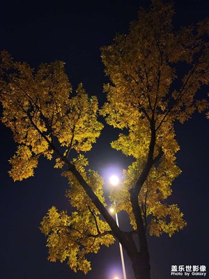 【賞秋正當(dāng)時】+光影下金色的樹葉