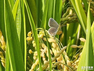 【賞秋正當時】秋色光影
