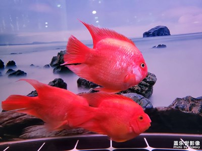紅紅火火