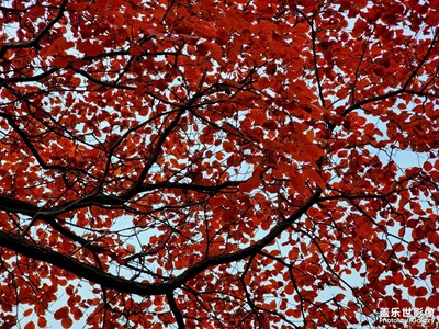 紅葉漫天