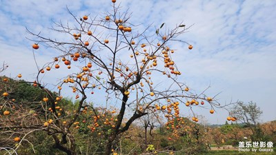 【賞秋正當時】+杭州蕭山 梅里探柿 看柿子