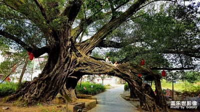 【賞秋正當時】千年古榕·月亮山