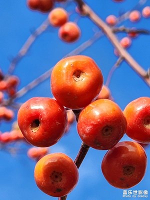 【精彩瞬間】秋果