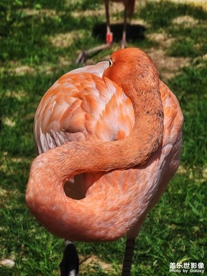【影像的魅力】+動物園