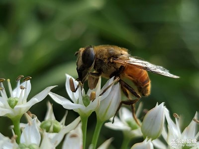 【一鏡一世界】韮花上的微觀世界