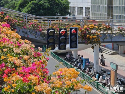 【一鏡一世界】天橋三角梅