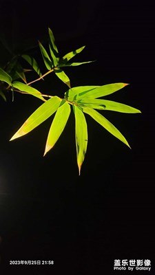 【一鏡一世界】+一花一世界