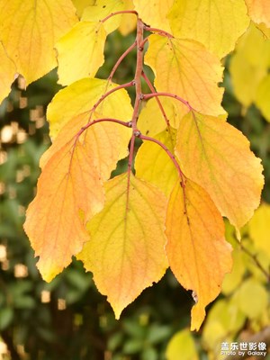 【與時光的對話】綠色養(yǎng)眼，秋葉綿綿